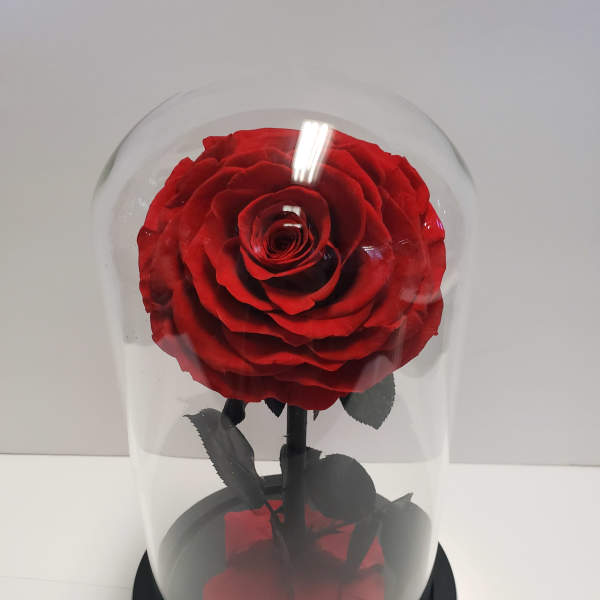 Single red rose under a clear glass dome on a black base