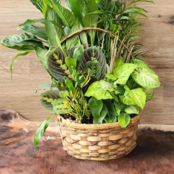 Tranquil Oasis Dishgarden