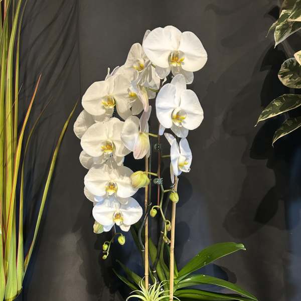 Premium Double Cascade Orchid (Only available in white)
