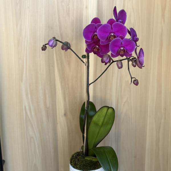 Purple orchid plant in a white ribbed pot