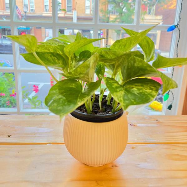 Potted pothos plant in a ribbed cream planter on a wooden table