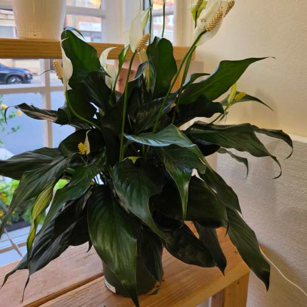 Potted peace lily with white blooms on a table