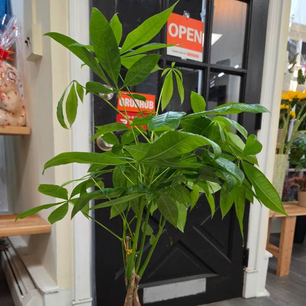 Potted money tree plant with braided trunk and bright green leaves