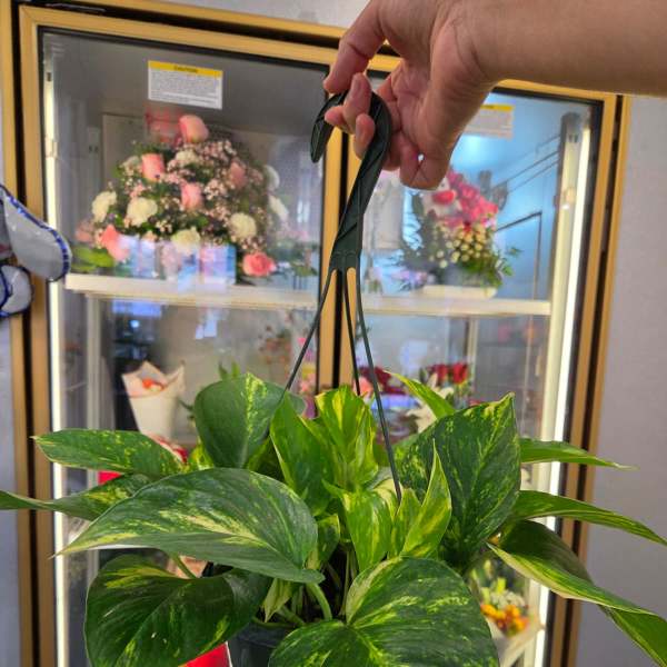 Hanging potted pothos plant with variegated green leaves