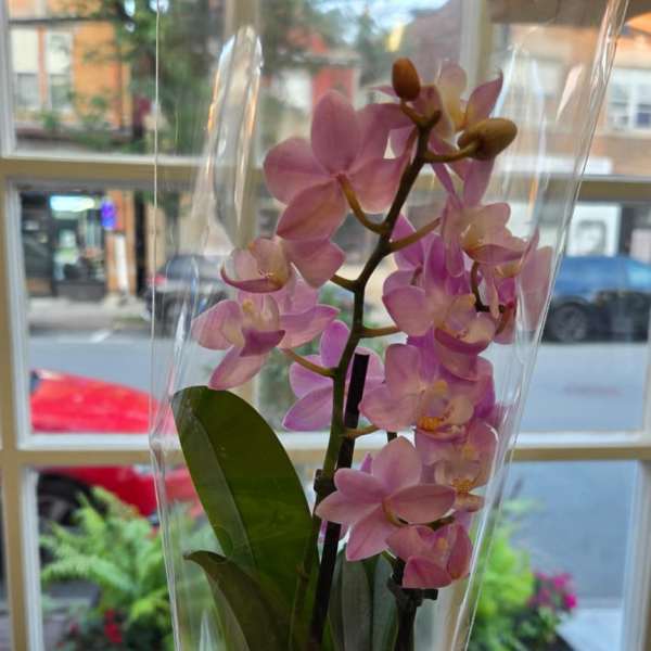 Potted pink orchid in a clear plastic sleeve