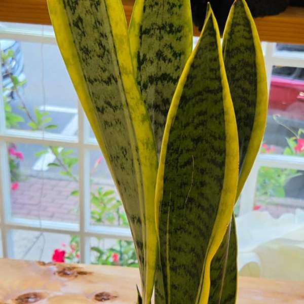 Potted snake plant with tall variegated green leaves in a white container