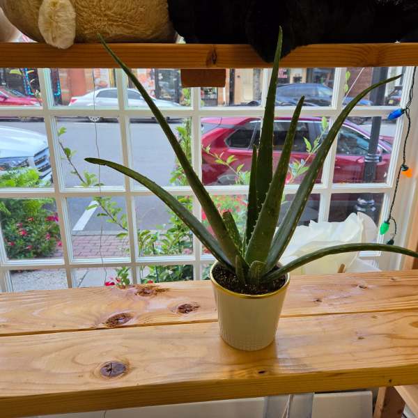Potted aloe plant in a small white container on a wooden shelf
