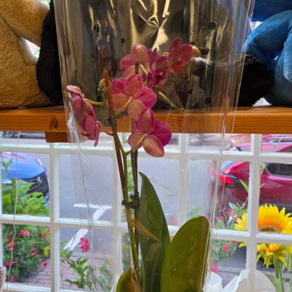 Potted pink orchid in a white ceramic pot wrapped in clear plastic