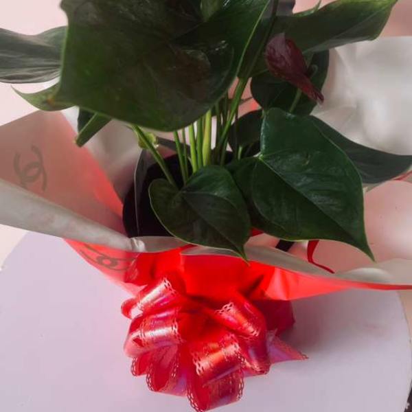 Red anthurium arrangement with a red ribbon bow