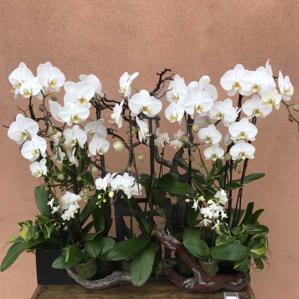 White orchids arranged in two low planters on a wooden table