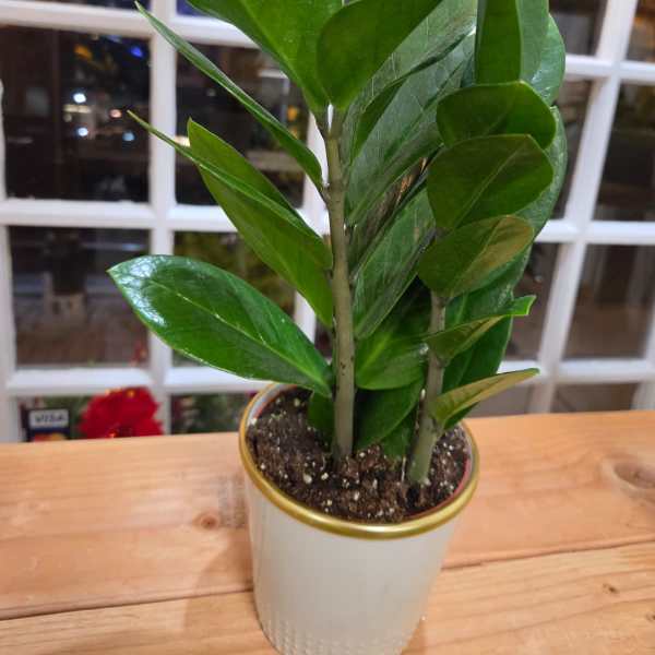 Potted green houseplant in a white ceramic container