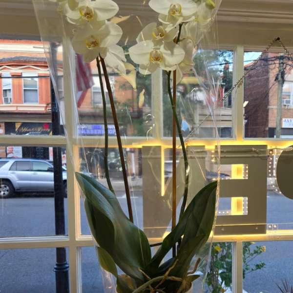 White orchid plant in a cream pot wrapped in clear plastic
