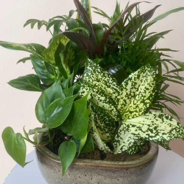 Dish garden of assorted green and variegated houseplants in a low ceramic bowl
