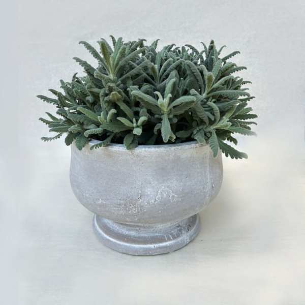 Potted green succulent plant in a silver pedestal planter