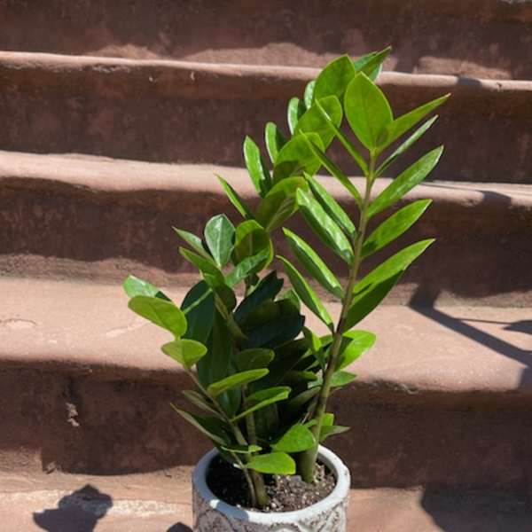 Potted ZZ Plant