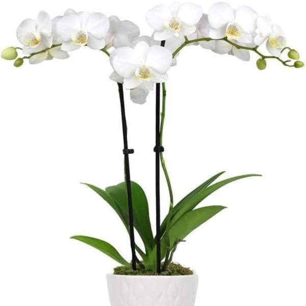 Orquids Premium - Elegancia que Enamora