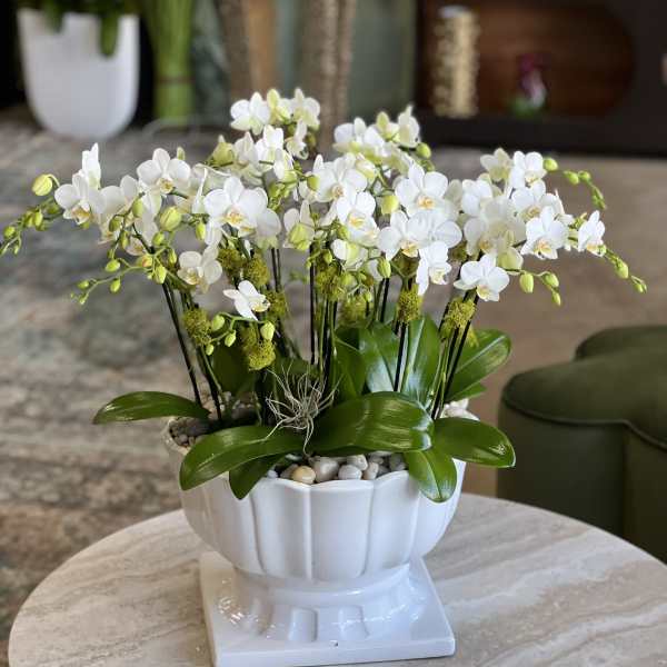 White orchid arrangement in a white pedestal planter