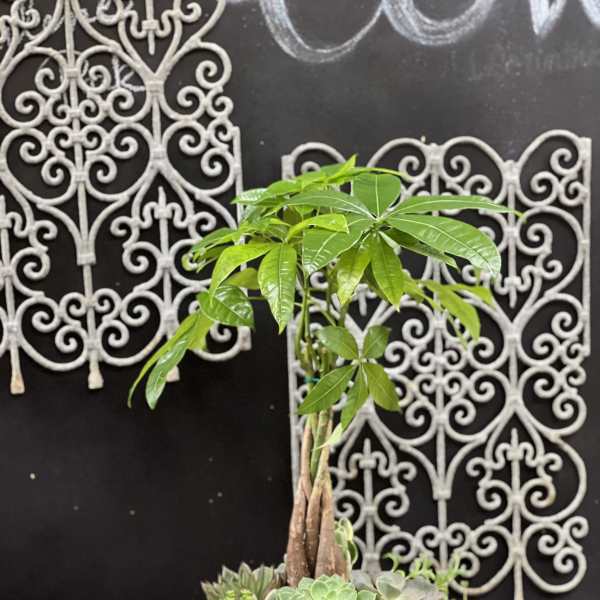 Potted succulent arrangement with a small money tree in a geometric planter