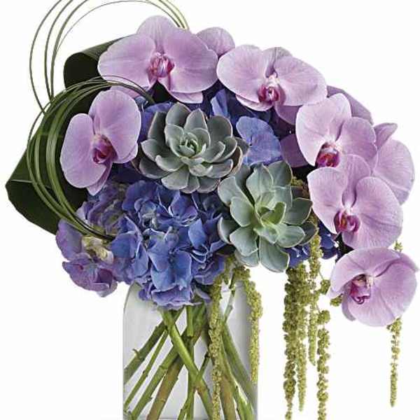 Orchid Tranquility
