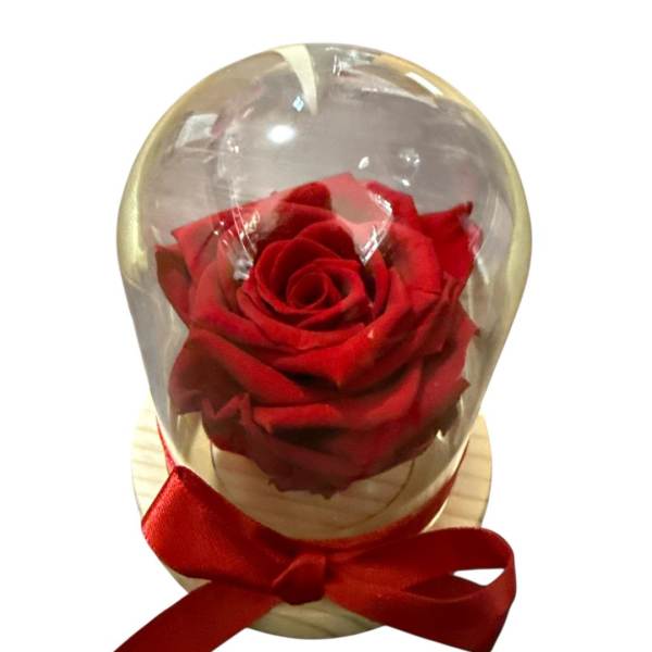 Single red rose under a clear dome with a red ribbon