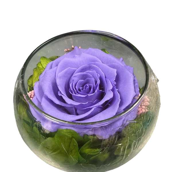 Preserve purple rose last forever 131