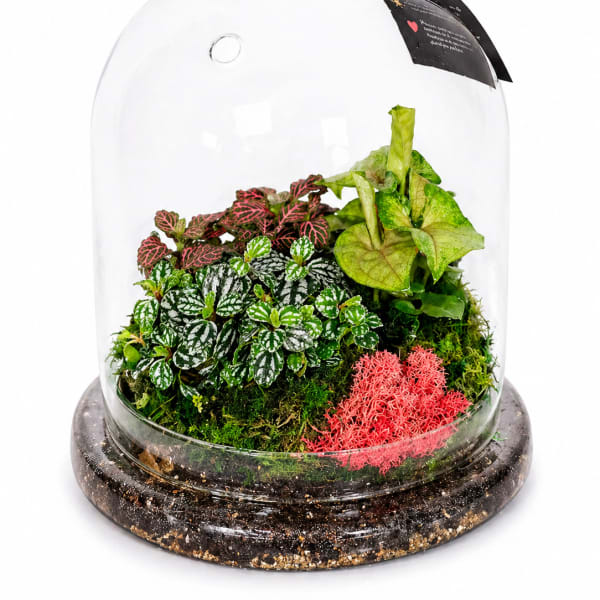 Glass Cloche Terrarium Garden – 11” Living Plant Gift & Indoor Décor