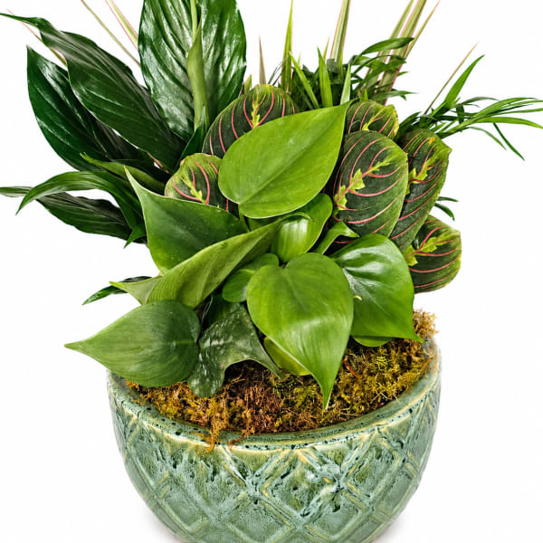 8" Ceramic Dish Garden – Easy Care Indoor Plant Gift