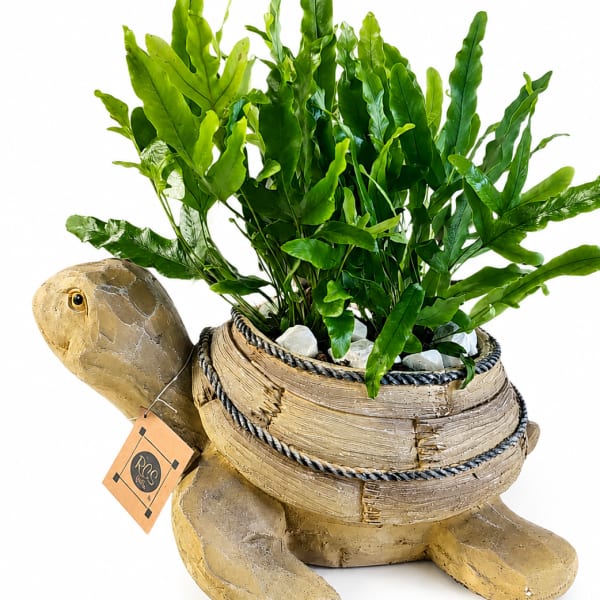 Turtle Bay Garden
