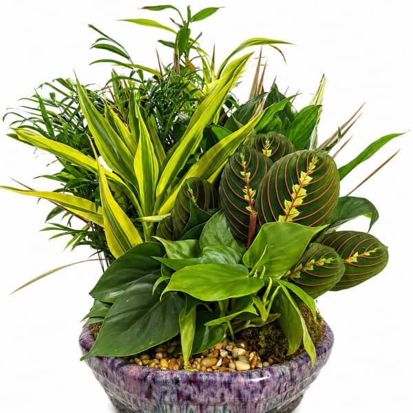 12" Rock Garden in Ceramic Pot