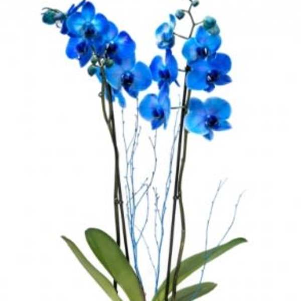 Blue Orchid & Willow Arrangement