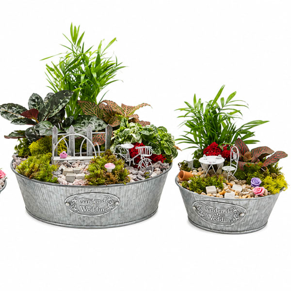 8" Fairy Garden Dish – Living Plant Arrangement