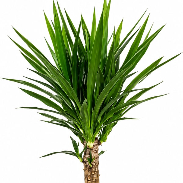 Yucca Cane Plant