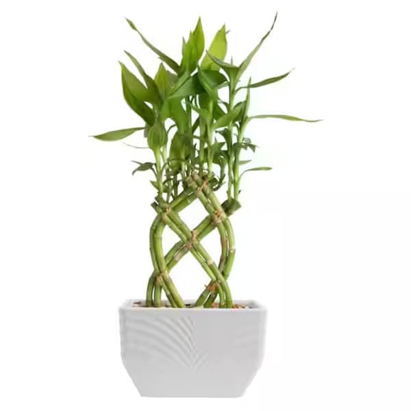 Braided lucky bamboo plant in a white ceramic pot