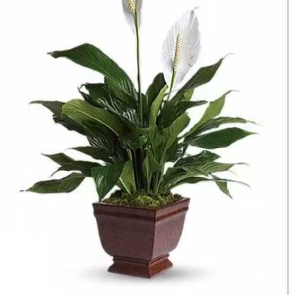 Potted peace lily plant with white blooms in a brown planter