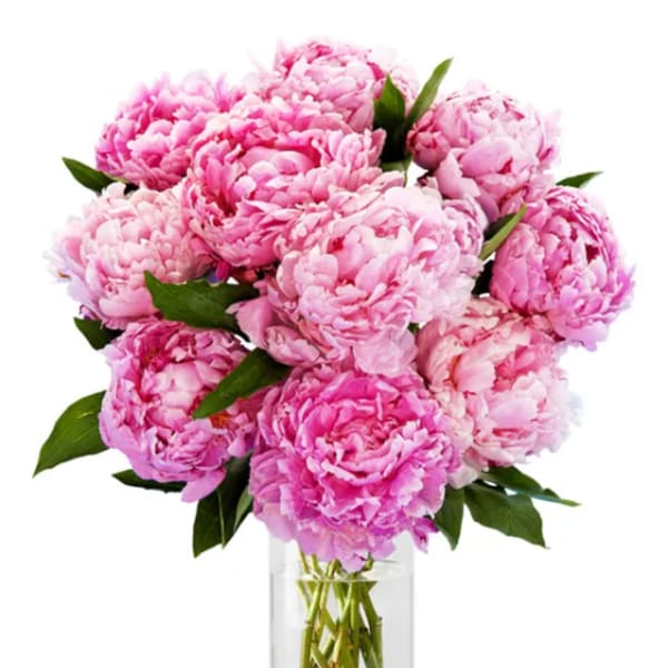 Peony Bliss