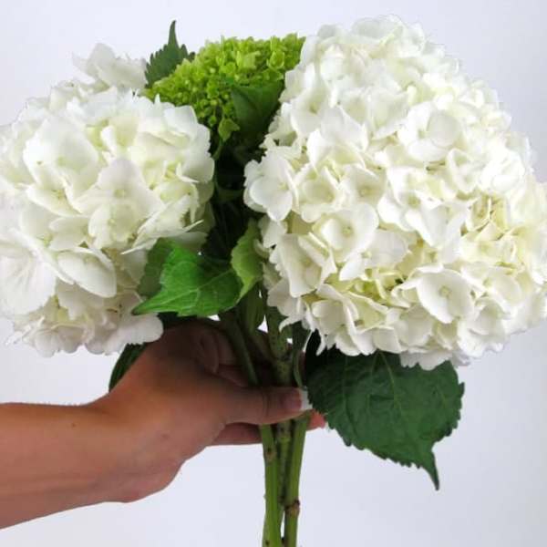 Handheld bouquet of white hydrangeas with green leaves