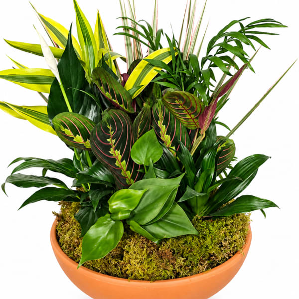 12" Terra Clay Bowl Dish Garden – Indoor Plant Arrangement Gift