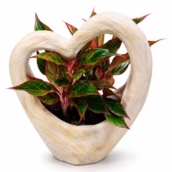 Potted plant in a heart-shaped cream planter