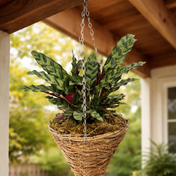 Rattlesnake plant
