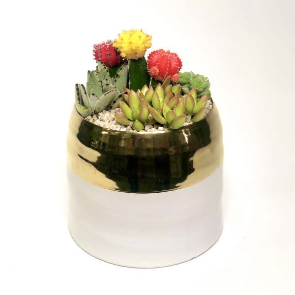 Succulent arrangement in a white and gold pot with colorful cactus tops