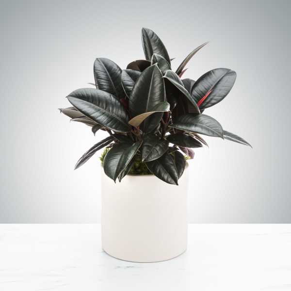 Rubber Plant