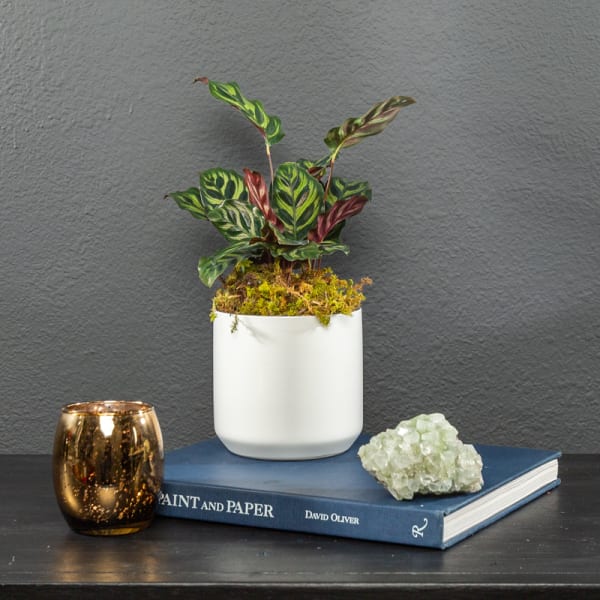Potted plant in a white container with a candle and crystal on a book