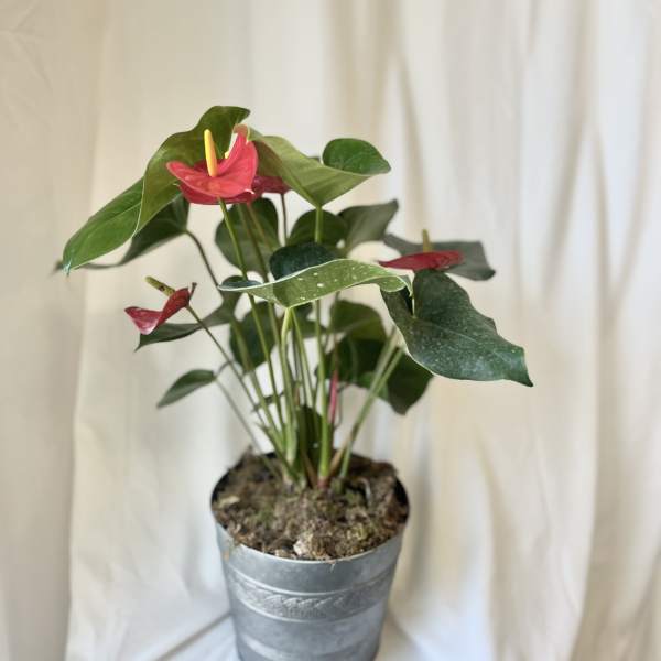 Amazing Anthurium