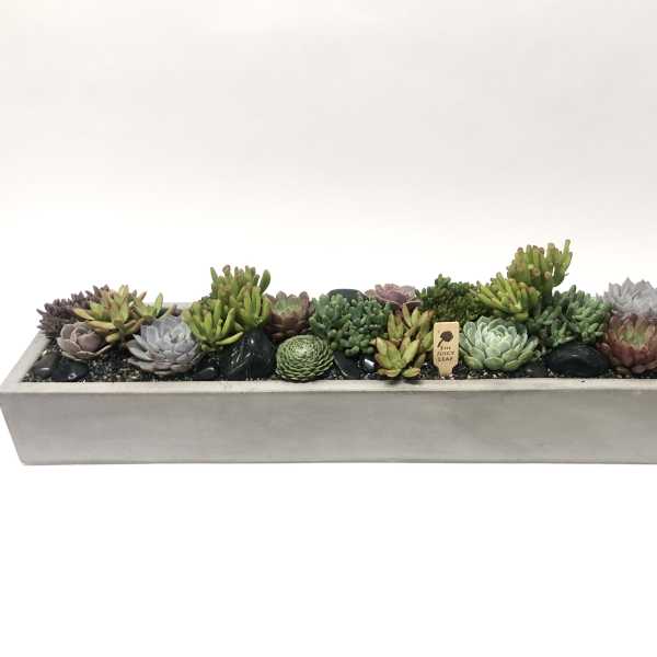 Long rectangular planter filled with assorted succulents
