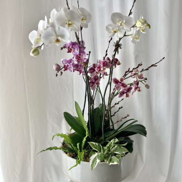 White and pink orchids arranged in a round white planter