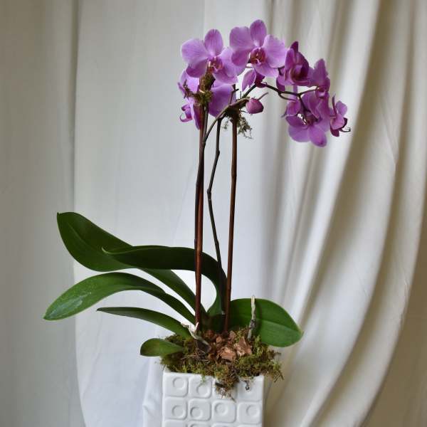 Phalaenopsis Orchid Plant