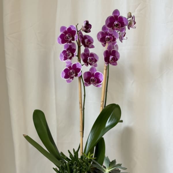 Potted purple orchids with succulents in a ribbed ceramic planter