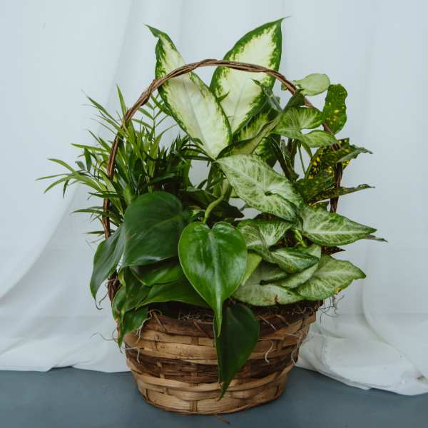 Basket Garden 8in