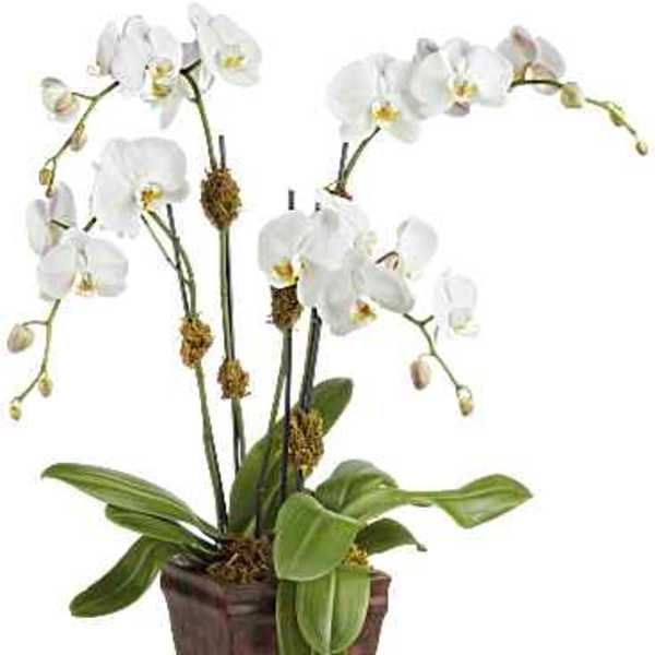 White orchid plant in a brown decorative pot