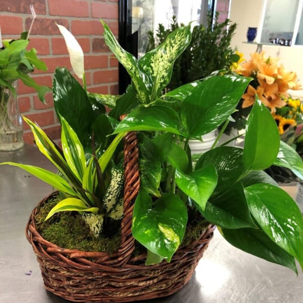 Basket of assorted green houseplants with a white peace lily bloom
